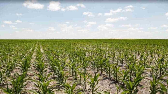 lote-maiz-desarrollo-agricultura-ruralnet Lote de maíz en desarrollo bajo cielo parcialmente nublado, imagen ilustrativa sobre producción agrícola y cultivos extensivos en Argentina.