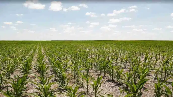 Lote de maíz en desarrollo bajo cielo parcialmente nublado, imagen ilustrativa sobre producción agrícola y cultivos extensivos en Argentina.
