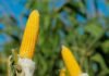BASF refuerza su apuesta por el maíz con un nuevo híbrido para el norte bonaerense y sur de Córdoba Mazorca de maíz en primer plano dentro de un lote productivo, imagen ilustrativa sobre híbridos de maíz BASF presentados en Maizar 2026.
