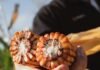 SUPRA Semillas arrancó el SupraRoad 2026 en Balcarce con foco en suelo, nutrición, silaje y genética de maíz Mano sosteniendo mazorcas de maíz abiertas mostrando granos de buena calidad en un lote agrícola argentino, con fondo de cultivo y luz natural de campo.