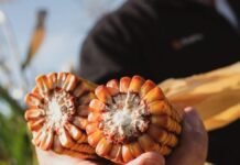 SUPRA Semillas arrancó el SupraRoad 2026 en Balcarce con foco en suelo, nutrición, silaje y genética de maíz Mano sosteniendo mazorcas de maíz abiertas mostrando granos de buena calidad en un lote agrícola argentino, con fondo de cultivo y luz natural de campo.