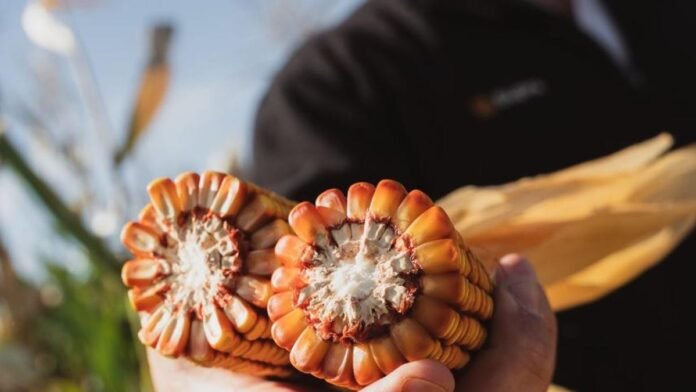 Mano sosteniendo mazorcas de maíz abiertas mostrando granos de buena calidad en un lote agrícola argentino, con fondo de cultivo y luz natural de campo.