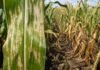 Alerta en maíz: las lluvias de las últimas semanas dispararon la mancha blanca y el rinde está en riesgo Hoja de maíz con síntomas visibles de mancha blanca y daño foliar en un lote agrícola argentino con plantas afectadas.