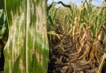 Alerta en maíz: las lluvias de las últimas semanas dispararon la mancha blanca y el rinde está en riesgo Hoja de maíz con síntomas visibles de mancha blanca y daño foliar en un lote agrícola argentino con plantas afectadas.