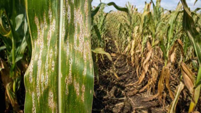 Hoja de maíz con síntomas visibles de mancha blanca y daño foliar en un lote agrícola argentino con plantas afectadas.