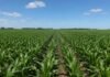 Congreso Maizar 2026 celebra su 20° edición el 27 de mayo con 50 paneles sobre el cultivo que Argentina exporta a 123 países Lote de maíz verde en pleno desarrollo vegetativo, con hileras uniformes bajo cielo despejado, utilizado para ilustrar producción agrícola y nutrición de cultivos.