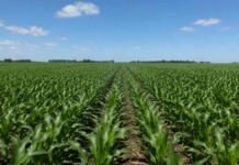 Congreso Maizar 2026 celebra su 20° edición el 27 de mayo con 50 paneles sobre el cultivo que Argentina exporta a 123 países Lote de maíz verde en pleno desarrollo vegetativo, con hileras uniformes bajo cielo despejado, utilizado para ilustrar producción agrícola y nutrición de cultivos.