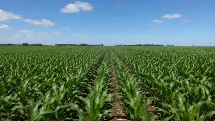 maiz-verde-campo-agricola-ruralnet Lote de maíz verde en pleno desarrollo vegetativo, con hileras uniformes bajo cielo despejado, utilizado para ilustrar producción agrícola y nutrición de cultivos.