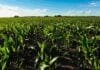 Un maíz alcanzó 185 qq/ha en Santa Fe y casi duplicó el rinde promedio nacional Lote de maíz en la zona núcleo santafesina con cultivo en excelente estado y alto potencial de rendimiento bajo cielo despejado.