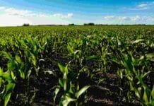 Un maíz alcanzó 185 qq/ha en Santa Fe y casi duplicó el rinde promedio nacional Lote de maíz en la zona núcleo santafesina con cultivo en excelente estado y alto potencial de rendimiento bajo cielo despejado.