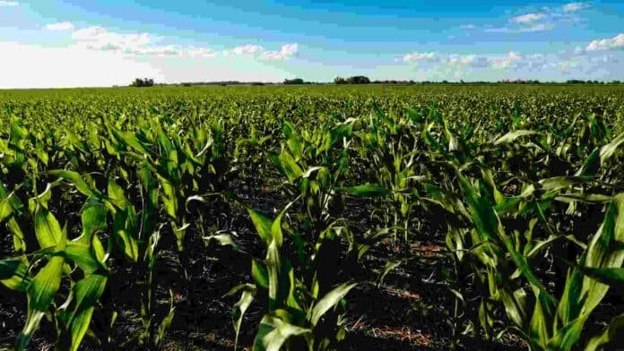 maiz-zona-nucleo-alto-rendimiento-ruralnet Lote de maíz en la zona núcleo santafesina con cultivo en excelente estado y alto potencial de rendimiento bajo cielo despejado.