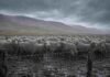 Alerta por lluvias persistentes en la Patagonia: hasta 15 mm en mesetas y costa Majada de ovejas merino agrupadas bajo lluvia intensa en un campo patagónico, con lana mojada, suelo barroso, alambrado con gotas de agua y cielo gris plomizo.