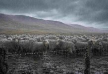 Alerta por lluvias persistentes en la Patagonia: hasta 15 mm en mesetas y costa Majada de ovejas merino agrupadas bajo lluvia intensa en un campo patagónico, con lana mojada, suelo barroso, alambrado con gotas de agua y cielo gris plomizo.