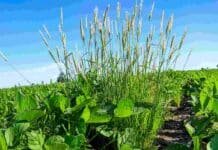 Alerta roja en Córdoba: INTA Manfredi confirma dos biotipos de Chloris virgata con resistencia a glifosato y a haloxifop