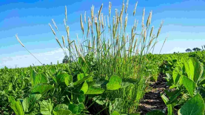 malezas-cultivo-soja-campo-ruralnet