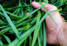 INTA Rafaela desarrolló Karai INTA, un mijo tolerante a la salinidad que produce un 20% más de forraje en suelos con limitantes Mano sosteniendo pastura verde y forraje fresco en un establecimiento ganadero argentino durante una recorrida a campo.