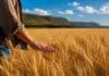BASF llega a A Todo Trigo 2026 con un portafolio integral para mejorar la rentabilidad de trigo y cebada Persona recorriendo un lote de trigo maduro al atardecer, tocando las espigas en un paisaje agrícola de Argentina con luz cálida natural.