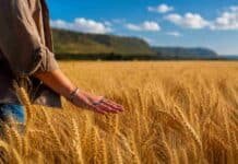 BASF llega a A Todo Trigo 2026 con un portafolio integral para mejorar la rentabilidad de trigo y cebada Persona recorriendo un lote de trigo maduro al atardecer, tocando las espigas en un paisaje agrícola de Argentina con luz cálida natural.