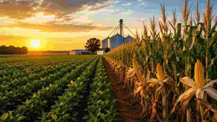 Lote agrícola con maíz y soja al atardecer, silos al fondo y paisaje rural que representa el análisis de márgenes de la campaña gruesa.