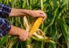 Semillas ILLINOIS llega a Maizar 2026 con una propuesta clave: la plasticidad reproductiva como seguro ante la variabilidad climática Productor revisando una mazorca de maíz en un lote agrícola con cultivo desarrollado en la región pampeana argentina.