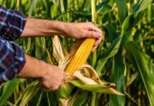 Semillas ILLINOIS llega a Maizar 2026 con una propuesta clave: la plasticidad reproductiva como seguro ante la variabilidad climática Productor revisando una mazorca de maíz en un lote agrícola con cultivo desarrollado en la región pampeana argentina.