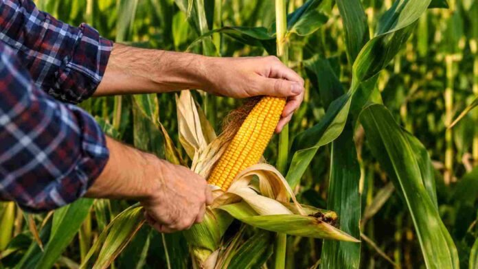 Productor revisando una mazorca de maíz en un lote agrícola con cultivo desarrollado en la región pampeana argentina.