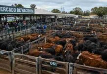 Cierre del mercado de hacienda el 8 de mayo Mercado de hacienda con corrales llenos de bovinos y productores observando remates en una feria ganadera argentina.