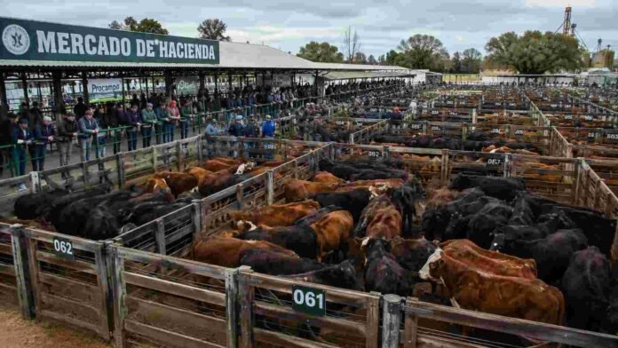 Mercado de hacienda con corrales llenos de bovinos y productores observando remates en una feria ganadera argentina.