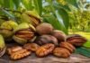 INTA Concordia monitorea la fenología del pecán y aporta datos clave para mejorar la polinización y la calidad del fruto en el NEA Nueces pecán con cáscara y peladas sobre una superficie rústica, imagen ilustrativa sobre producción de frutos secos en Argentina.