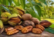 INTA Concordia monitorea la fenología del pecán y aporta datos clave para mejorar la polinización y la calidad del fruto en el NEA Nueces pecán con cáscara y peladas sobre una superficie rústica, imagen ilustrativa sobre producción de frutos secos en Argentina.