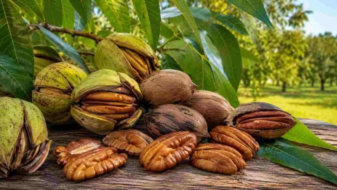 Nueces pecán con cáscara y peladas sobre una superficie rústica, imagen ilustrativa sobre producción de frutos secos en Argentina.