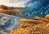 Dracma lanza el primer fondo de inversión que combina cobertura cambiaria y estrategia activa en granos Composición agrofinanciera con soja, maíz, trigo y gráficos económicos que representan un fondo de inversión vinculado al dólar y estrategias en granos.