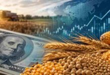 Dracma lanza el primer fondo de inversión que combina cobertura cambiaria y estrategia activa en granos Composición agrofinanciera con soja, maíz, trigo y gráficos económicos que representan un fondo de inversión vinculado al dólar y estrategias en granos.