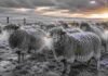 Se intensifican las nevadas en el sur de la Patagonia: prevén hasta 30 cm de nieve Copete ovino Corriedale cubierto de escarcha y nieve bajo frío extremo en la Patagonia argentina, con vapor saliendo del hocico y pasturas congeladas al amanecer