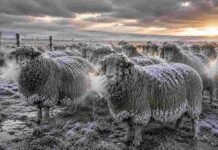 Se intensifican las nevadas en el sur de la Patagonia: prevén hasta 30 cm de nieve Copete ovino Corriedale cubierto de escarcha y nieve bajo frío extremo en la Patagonia argentina, con vapor saliendo del hocico y pasturas congeladas al amanecer