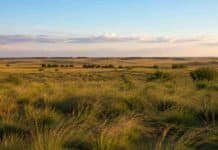 Estudio de la FAUBA en 15 países: excluir el ganado de los pastizales los degrada a largo plazo y reduce la biodiversidad Amplios pastizales naturales en una llanura rural argentina durante el atardecer con vegetación silvestre y cielo parcialmente nublado.