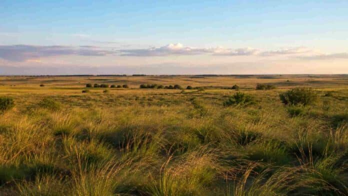 Amplios pastizales naturales en una llanura rural argentina durante el atardecer con vegetación silvestre y cielo parcialmente nublado.