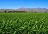 Simposio Regional Fertilidad 2026: nutrición, eficiencia hídrica y sustentabilidad en sistemas semiáridos el 20 de mayo en La Pampa Amplio lote de pastura verde con montañas al fondo bajo cielo despejado en una región agrícola argentina.