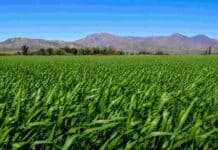 Simposio Regional Fertilidad 2026: nutrición, eficiencia hídrica y sustentabilidad en sistemas semiáridos el 20 de mayo en La Pampa Amplio lote de pastura verde con montañas al fondo bajo cielo despejado en una región agrícola argentina.