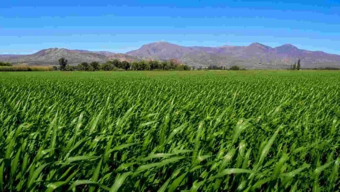 Amplio lote de pastura verde con montañas al fondo bajo cielo despejado en una región agrícola argentina.