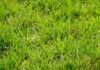 INTA advierte: sin fertilización estratégica, la alfalfa acidifica el suelo, pierde carbono y puede producir menos del 65% de su potencial Pastura verde en pleno crecimiento, utilizada para ilustrar nutrición de pasturas, fertilización y manejo de suelos en sistemas ganaderos.