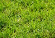 INTA advierte: sin fertilización estratégica, la alfalfa acidifica el suelo, pierde carbono y puede producir menos del 65% de su potencial Pastura verde en pleno crecimiento, utilizada para ilustrar nutrición de pasturas, fertilización y manejo de suelos en sistemas ganaderos.