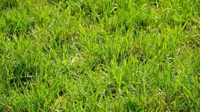 Pastura verde en pleno crecimiento, utilizada para ilustrar nutrición de pasturas, fertilización y manejo de suelos en sistemas ganaderos.