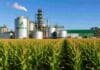El Gobierno fijó los precios de los biocombustibles para mayo: sube el bioetanol de caña y baja el biodiésel Planta de bioetanol junto a un cultivo de maíz en campo argentino, con silos industriales y cultivo en desarrollo bajo cielo despejado.