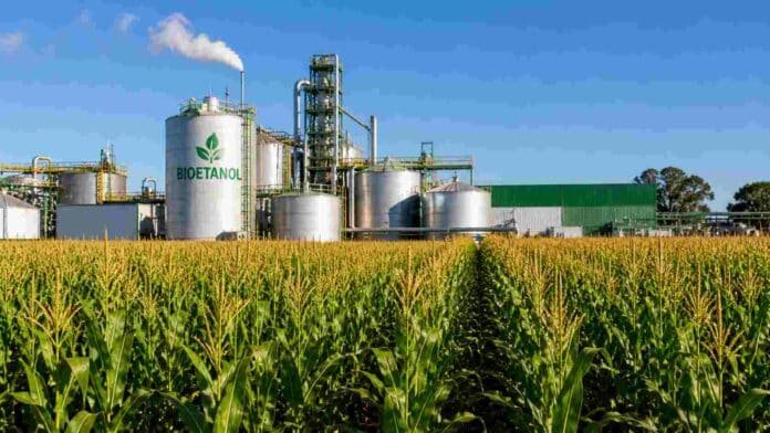 Planta de bioetanol junto a un cultivo de maíz en campo argentino, con silos industriales y cultivo en desarrollo bajo cielo despejado.