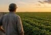Por qué la soja le gana al maíz en área sembrada aunque el clima favorezca al cereal Productor argentino observa un lote de soja verde junto a un camino rural durante el atardecer en la pampa húmeda.