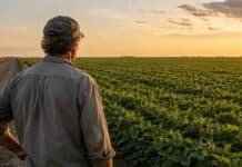 Por qué la soja le gana al maíz en área sembrada aunque el clima favorezca al cereal Productor argentino observa un lote de soja verde junto a un camino rural durante el atardecer en la pampa húmeda.