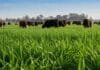 INTA lanzó tres nuevos raigrases que prometen más forraje, mejor calidad y mayor eficiencia ganadera Pastura de raigrás anual con vacas pastoreando en campo ganadero argentino bajo cielo despejado y luz natural.