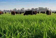 INTA lanzó tres nuevos raigrases que prometen más forraje, mejor calidad y mayor eficiencia ganadera Pastura de raigrás anual con vacas pastoreando en campo ganadero argentino bajo cielo despejado y luz natural.