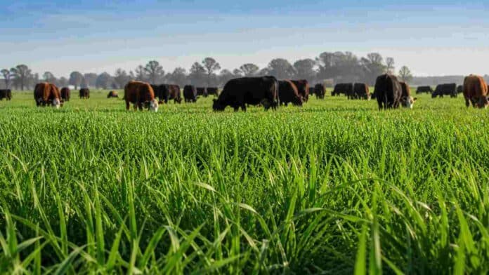 Pastura de raigrás anual con vacas pastoreando en campo ganadero argentino bajo cielo despejado y luz natural.